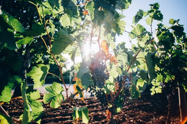 Cambada de uvas penduradas em arbustos — Fotografia de Stock