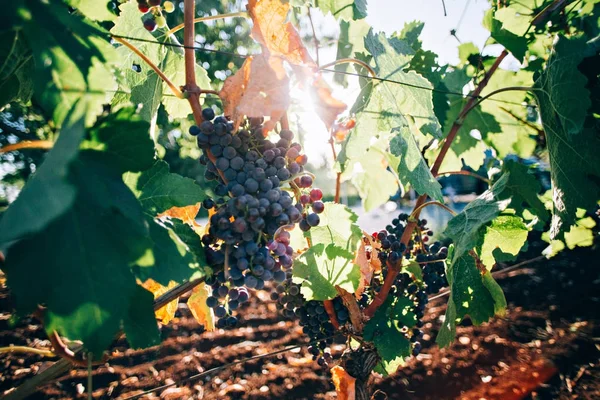 Cambada de uvas penduradas em arbustos — Fotografia de Stock