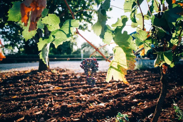 Cambada de uvas penduradas em arbustos — Fotografia de Stock