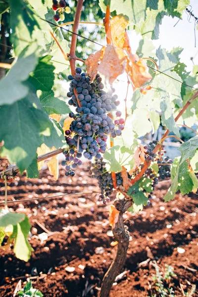 Cambada de uvas penduradas em arbustos — Fotografia de Stock