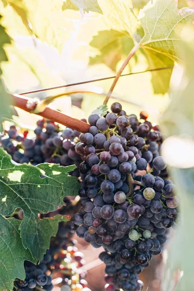 Close up de uvas cacho — Fotografia de Stock