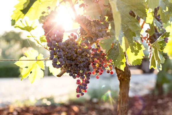 Close up of bunch grapes — Stock Photo, Image