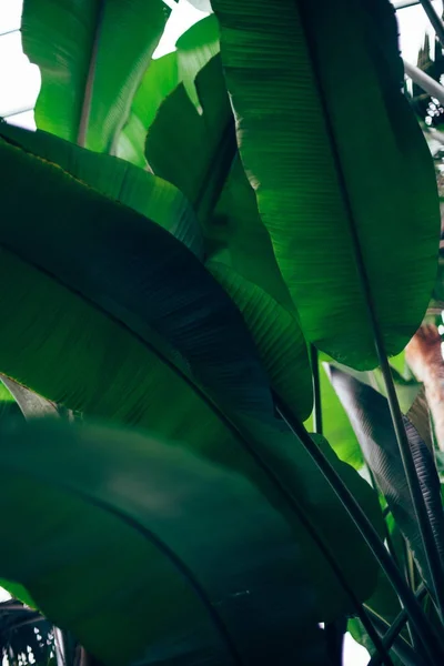 Piante da serra — Foto Stock