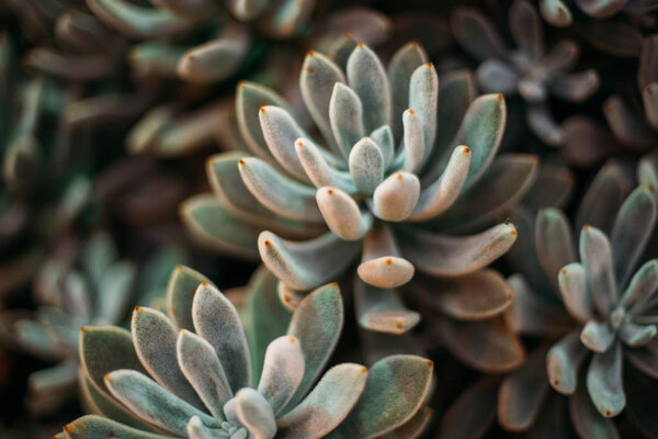 Plants of greenhouse