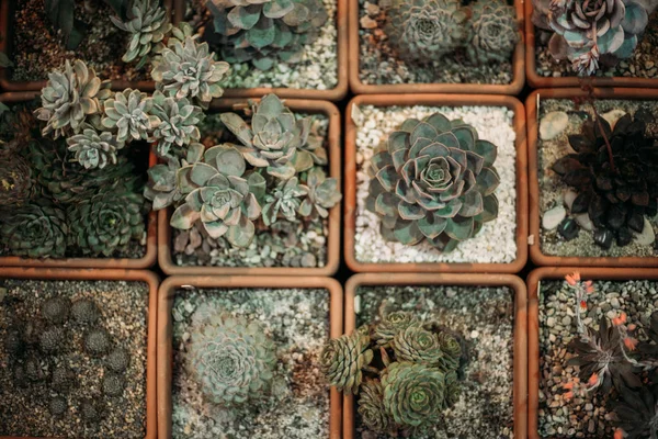 온실의 식물 — 스톡 사진