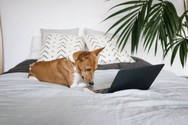 bilgisayar ile köpek