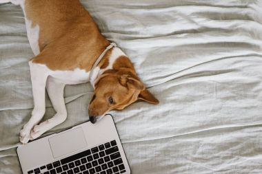 bilgisayar ile köpek