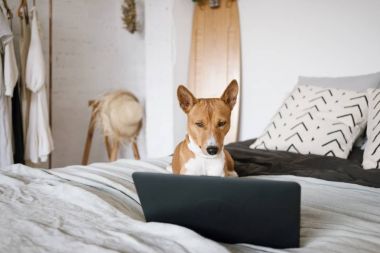 bilgisayar ile köpek