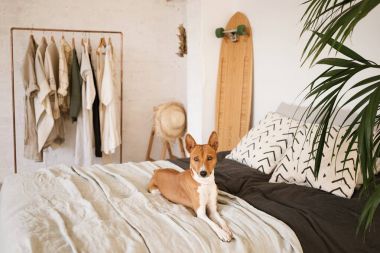 bilgisayar ile köpek