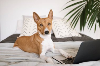 bilgisayar ile köpek