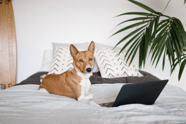 bilgisayar ile köpek