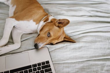 bilgisayar ile köpek