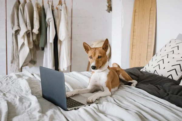 bilgisayar ile köpek