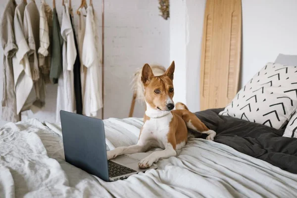 Hond met computer — Stockfoto