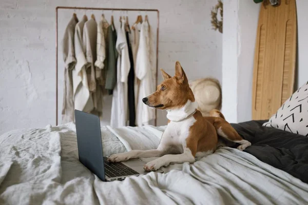 Σκυλί με υπολογιστή — Φωτογραφία Αρχείου