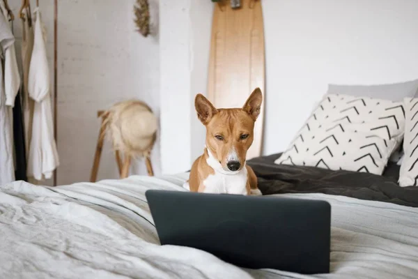 Hond met computer — Stockfoto