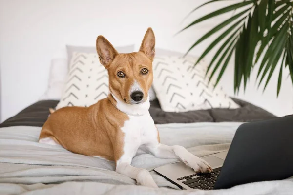 Dog with computer