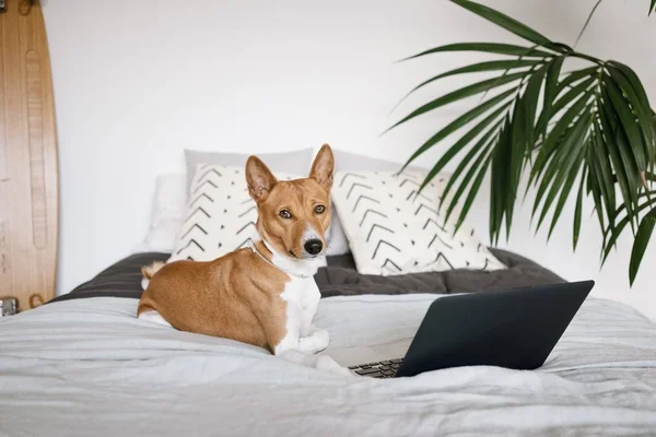 Kutya, számítógép — Stock Fotó