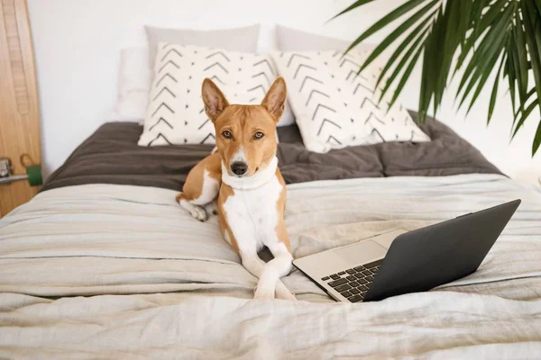 Hond met computer — Stockfoto