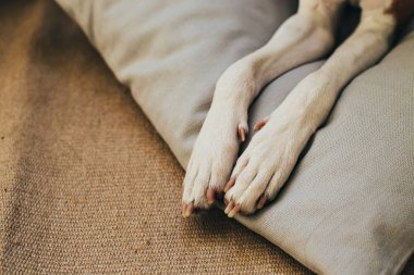 Pençeleri alçaklık köpek yastık üzerinde