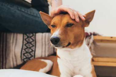 sevimli küçük sevimli alçaklık köpek yavrusu