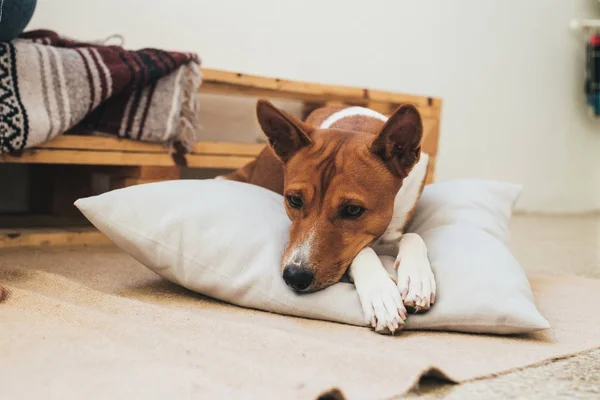 Bonito basenji cão repousa sobre travesseiro — Fotografia de Stock