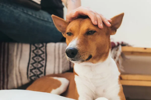 かわいい愛らしいバセンジー子犬犬 — ストック写真