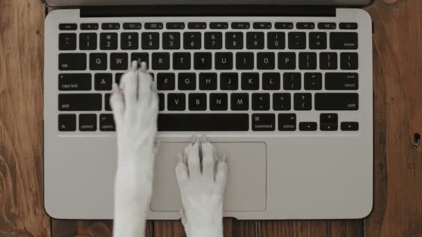 Собачьи лапки на клавиатуре ноутбука — стоковое видео