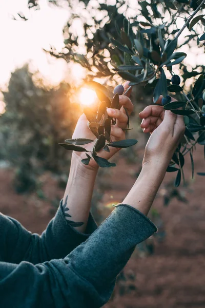 Femme touchant les olives de l'arbre — Photo