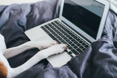 Dizüstü bilgisayarda yazarak metin köpek pençeleri