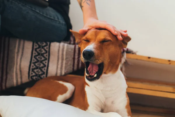 Basenji cão e proprietário em casa — Fotografia de Stock