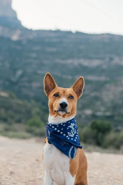 Basenji σκύλος με φουλάρι μπλε κολάρο — Φωτογραφία Αρχείου