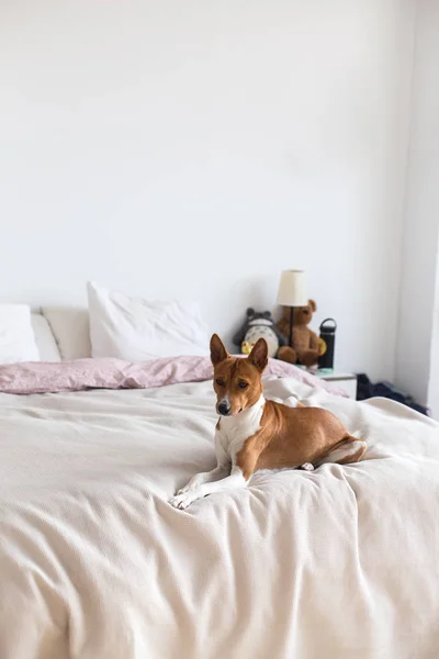 Adorável Marrom Bonito Basenji Cão Descansa Cama — Fotografia de Stock