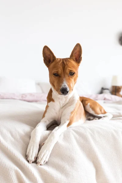 Adorable Brown Cute Basenji Dog Rests Bed — Stock Photo, Image