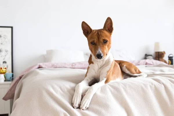 Çok Güzel Kahverengi Sevimli Alçaklık Köpek Yatakta Aittir — Stok fotoğraf