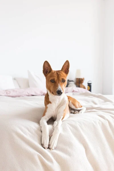 Schattig Bruin Schattig Basenji Hond Berust Bed — Stockfoto
