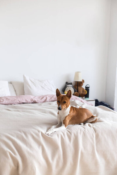Adorable Brown Cute Basenji Dog Rests Bed Stock Image
