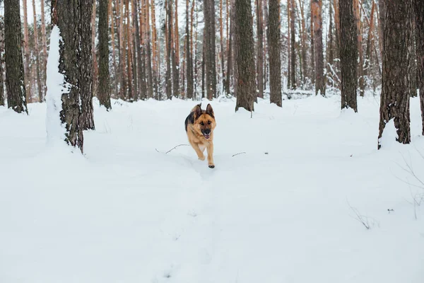 Visão Diurna Cão Floresta Inverno Nevada — Fotografia de Stock