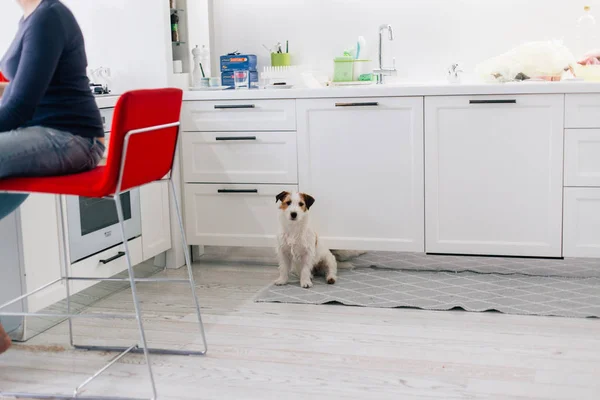 Lindo Divertido Cachorro Jack Russell Terrier Sentado Cocina — Foto de Stock