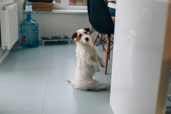 Bonito Engraçado Filhote Cachorro Jack Russell Terrier Sentado Cozinha — Fotografia de Stock