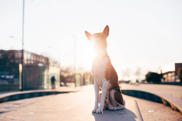 在户外的长凳上坐巴辛吉犬的背光视图 — 图库照片