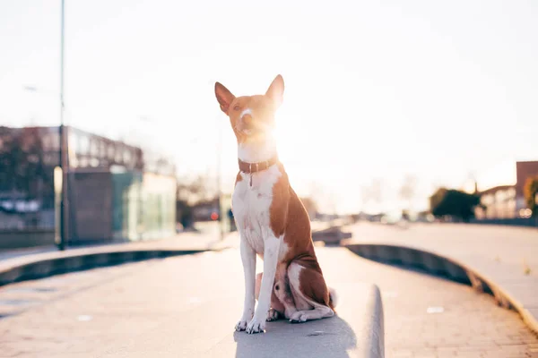 Visão Retroiluminada Sentado Cachorro Raça Basenji Banco Rua Livre — Fotografia de Stock