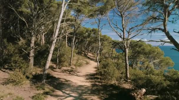 Aerial inspiring shot of amazing forest trail path — Stock Video