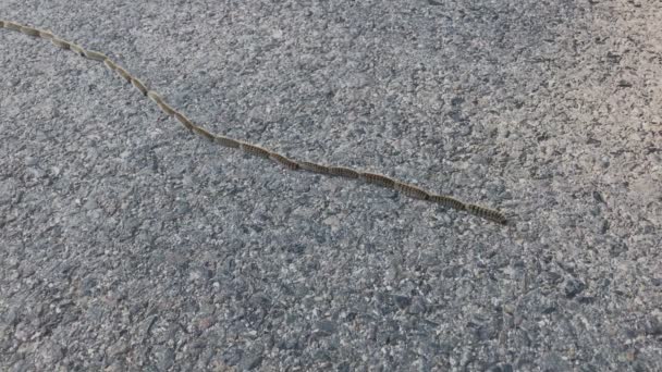 Toxic caterpillars cross road in procession — Stock Video