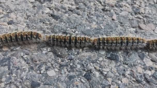 Toxic caterpillars cross road in procession — Stock Video