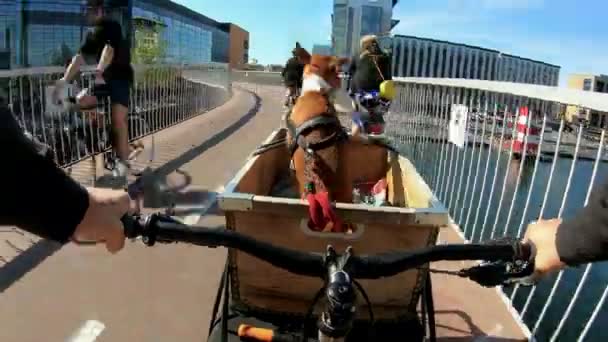 Herrchen fährt Hund oder Welpe in Fahrradkorb — Stockvideo