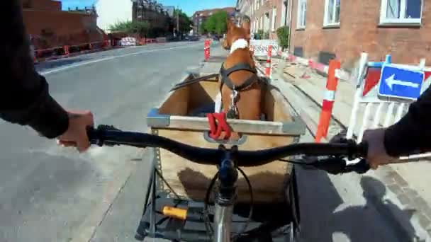 Владелец POV катается на собаке или щенке в велосипедной корзине — стоковое видео