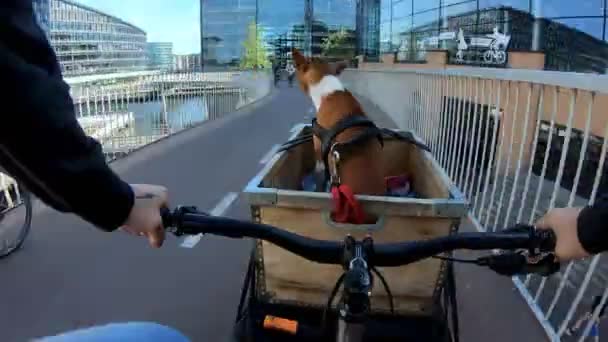 Pov owner ride dog or puppy in bike basket — 图库视频影像