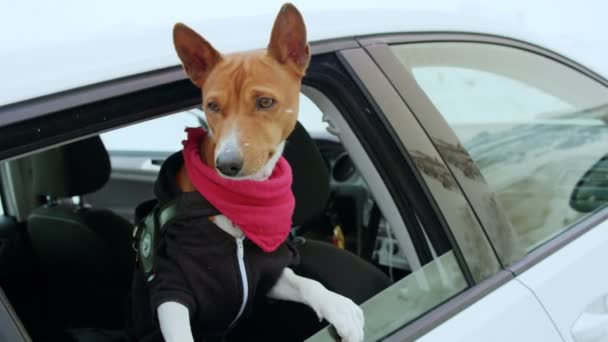 Carino cucciolo marrone guarda fuori dal finestrino dell'auto — Video Stock