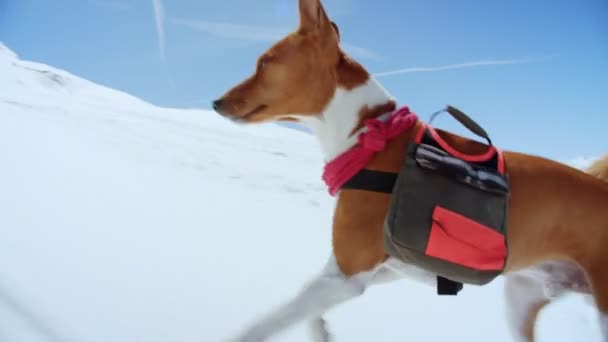 Lindo adorable cachorro marrón corre en arnés de ingenio de nieve — Vídeos de Stock